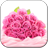 icon Pink Rose Live Wallpaper 7.0