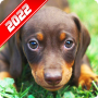 icon Dachshund Wallpaper