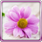 icon Gentle Flowers Live Wallpaper 20.0