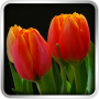 icon Tulips Wallpaper