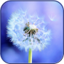 icon Dandelion Wallpaper HD