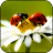 icon Ladybug HD Wallpaper 3.0