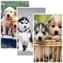 icon Puppies HD Wallpaper Pro