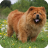 icon Chow Chow Pack 3 Wallpaper 2.5