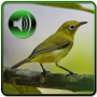 icon Kicau Master Pleci