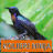 icon Master Kicau Kolibri Ninja 1.2
