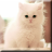 icon Cute Kittens Live Wallpaper 1.0.0