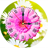 icon Daisy Clock LWP 1.9