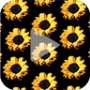 icon Sunflower Animated Wallpaper