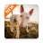 icon Bull Terrier Wallpapers HD 5.0.0