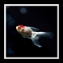 icon Aquarium Live Wallpaper für Xiaomi Mi Note 3