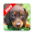 icon Dachshund Wallpaper 1.5