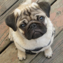 icon Pugs Wallpapers