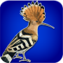 icon هدهد für Fly Nimbus 17