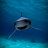 icon Killer shark live wallpaper 5.2