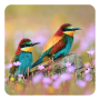 icon Birds Live Wallpaper