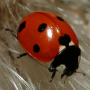 icon Ladybug - Live Wallpaper für Vertex Impress Sun