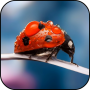 icon Awesome Ladybug Wallpaper