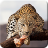 icon Animal Live Wallpaper 1.0.1