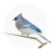 icon BirdNET 1.92