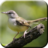 icon Master Kicau Ciblek 1.5