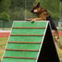 icon Police Dog Training Sim 2015