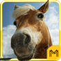 icon Horse Breeds and Pony Quiz HD