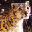 icon snow leopard wallpaper 10.00