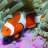 icon Underwater Jigsaw Puzzles 2.9.44