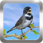 icon Canto de Coleiro für sharp Android One X1
