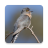 icon Cuckoo Bird Sounds 2.4