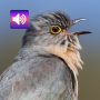 icon Cuckoo Bird Sounds