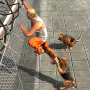 icon Prisoner Escape Police Dog