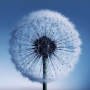 icon Dandelion Live Wallpaper für Samsung Galaxy J3 Prime