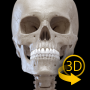 icon Skeleton | 3D Anatomy für Samsung Galaxy E7