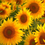 icon Sunflower Jigsaw Puzzle