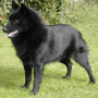 icon Schipperke Jigsaw Puzzle für verykool Alpha s5526