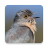 icon Cuckoo Bird Sounds 3.6.0