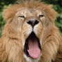 icon Lion Jigsaw Puzzles