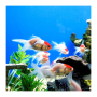 icon Aquarium HD