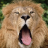 icon Lion Jigsaw Puzzles 1.0