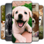 icon Puppy Wallpaper