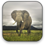 icon Elephant Free Video Wallpaper