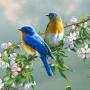 icon 70 Bird Sounds and Ringtones für sharp Android One X1